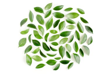 Beyaz arka planda yeşil yapraklı desen, doku. Düz uzan, üst görünüm