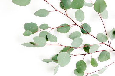 Beyaz arkaplanda yeşil yapraklar izole edilmiş.