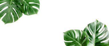 Yeşil tropikal palmiye sancağını beyaz arka planda Canavar bırakır. Düz yatış, üst görünüm.