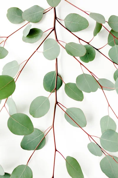 Textura hojas verdes eucalipto aislado sobre fondo blanco. —  Fotos de Stock