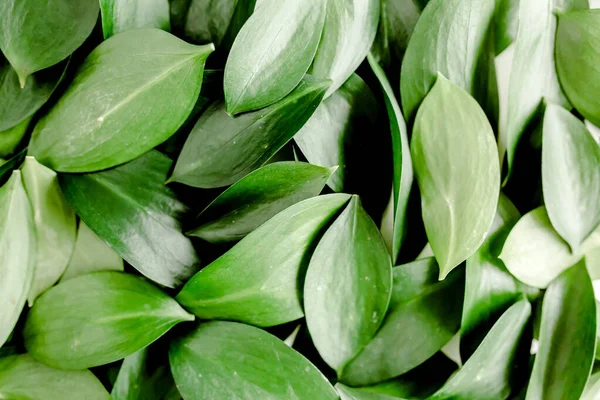 Patroon, textuur met groene bladeren geïsoleerd op witte achtergrond. plat, bovenaanzicht — Stockfoto