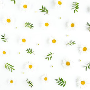 Papatya, taç yaprağı ve beyaz arka planda yapraklardan oluşmuş bir desen. Düz yatar, üst görünüm çiçek arkaplanı.