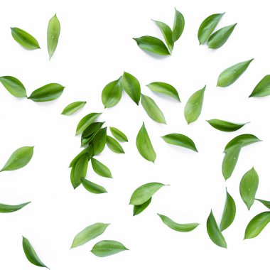 Beyaz arka planda izole edilmiş yeşil yapraklı ve dallı desen dokusu. Düz uzan, üst görünüm