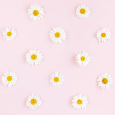 Papatya, taç yaprakları ve pembe arka planda yapraklardan oluşan desen. Düz yatış, üst görünüm