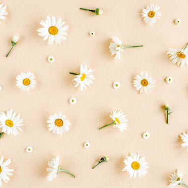 Papatya, taç yaprağı ve bej arkaplanda yapraklardan oluşmuş bir desen. Düz yatar, üst görünüm çiçek arkaplanı.