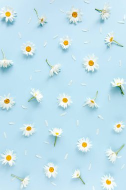 Papatya, taç yaprakları ve mavi arka planda yapraklardan oluşmuş bir desen. Düz yatış, üst görünüm 