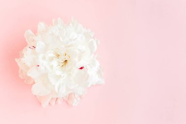 Pembe arka planda güzel, beyaz şakayık çiçeği. Şakayık dokusu. Düz yatış, üst görünüm. 