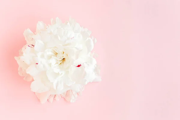 Bellissimo fiore di peonia bianca su sfondo rosa. La consistenza di una peonia. Posa piatta, vista dall'alto. — Foto Stock