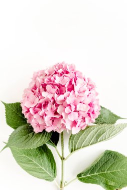 Beyaz arka planda güzel, pembe ortanca çiçeği. Çiçek konsepti. Düz yatış, üst görünüm. 