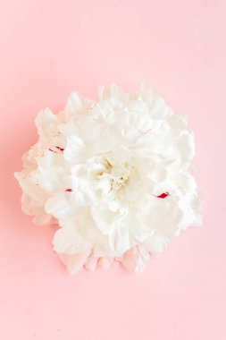 Pembe arka planda güzel, beyaz şakayık çiçeği. Şakayık dokusu. Düz yatış, üst görünüm. 