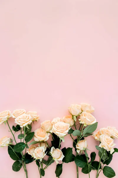 Pastelowa herbata kwiaty róż na różowym tle. Kwiatowe tło. Minimalna koncepcja kwiatowa. Płaskie ułożenie, widok z góry. — Zdjęcie stockowe