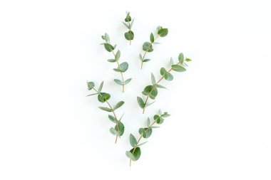 Beyaz arkaplanda yeşil yapraklar izole edilmiş.
