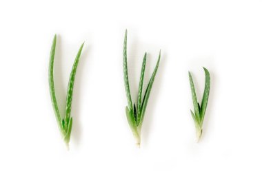 Aloe Vera beyaz arka planda izole edilmiş. İlaç fabrikası. Tedavi etmek ve krem yapmak için kullanılır. Düz yatıyordu. Üst görünüm.