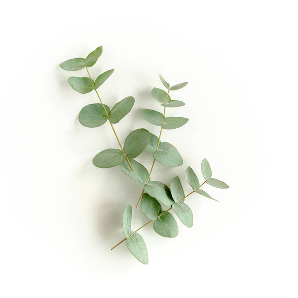 Green leaves eucalyptus isolated on white background.