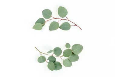 Okaliptüsten yapılmış çelenk çerçevesi ve beyaz arka planda izole edilmiş yapraklar. Düz uzan, üst görünüm