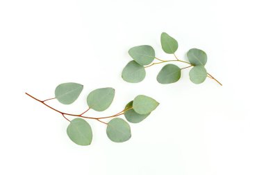 Beyaz arkaplanda yeşil yapraklar izole edilmiş.