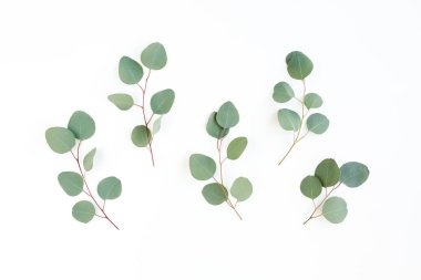 Beyaz arkaplanda yeşil yapraklar izole edilmiş.