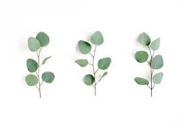 Beyaz arkaplanda yeşil yapraklar izole edilmiş.