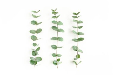 Beyaz arkaplanda yeşil yapraklar izole edilmiş.