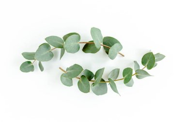 Beyaz arkaplanda yeşil yapraklar izole edilmiş.