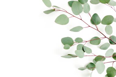 Beyaz arkaplanda yeşil yapraklar izole edilmiş.