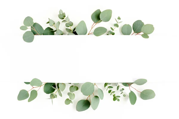 Cadre, bordure faite de feuilles vertes d'eucalyptus isolées sur fond blanc. plan plat, vue sur le dessus — Photo