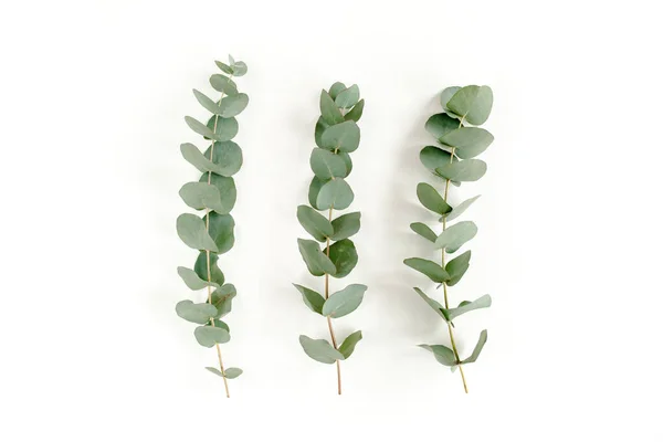 Feuilles vertes eucalyptus isolées sur fond blanc. — Photo