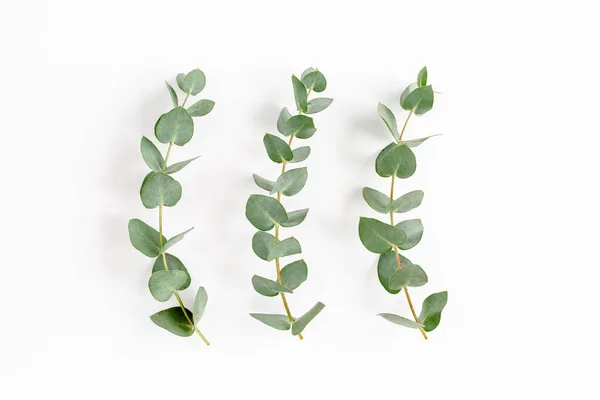 Groene bladeren eucalyptus geïsoleerd op witte achtergrond. — Stockfoto