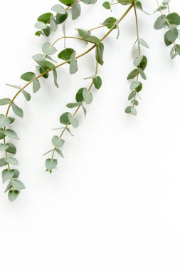 Beyaz arkaplanda yeşil yapraklar izole edilmiş.