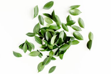 Beyaz arka planda yeşil yapraklı desen, doku. Düz uzan, üst görünüm