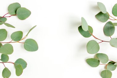 Beyaz arkaplanda yeşil yapraklar izole edilmiş.