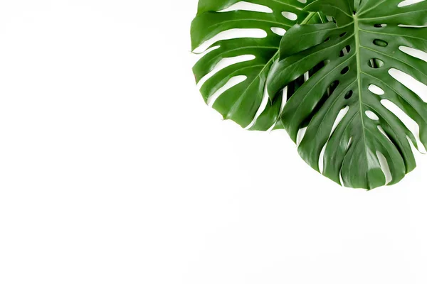 La palma tropical deja a Monstera sobre fondo blanco. Piso tendido, vista superior. — Foto de Stock