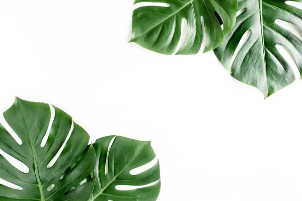 A palmeira tropical deixa Monstera no fundo branco. Deitado plano, vista superior. — Fotografia de Stock