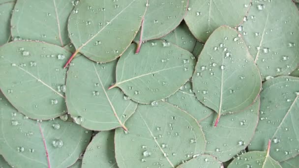 Bewegung der Textur aus grünen Eukalyptusblättern mit Regentropfen, Tau, Rotation. Naturheilpflanze. Organische Kosmetik, alternative Medizin. Ansicht von oben. 4K-UHD-Video — Stockvideo