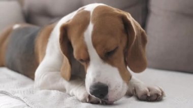 Köpek Beagle üzgün gözlerle kanepede uzanmış pençelerini yalıyor. Yavru köpek dinleniyor. Mans en iyi arkadaş. Yavaş çekim