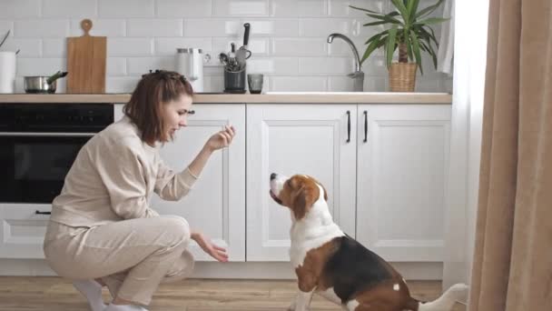 La dueña del perro beagle entrena y trata a su mascota con un capricho. Perro sentado en casa en el suelo cerca de la ventana y ejecuta comandos. Mejor amigo de los hombres. — Vídeos de Stock