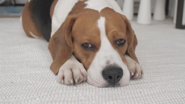 Chien Beagle aux yeux tristes se trouve à la maison dans le sur le sol, clignote et se prépare pour le lit. Le chiot se repose. La meilleure amie de Mans. Mouvement lent — Video