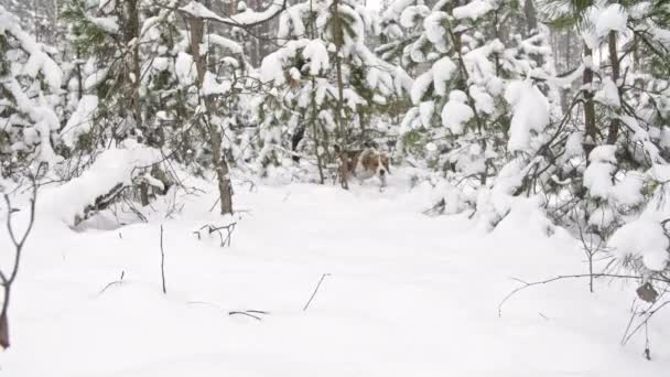 A beagle dog walks through a snowy winter forest with his owner. Outdoor walking. Mans best friend. Slow motion — Stock Video