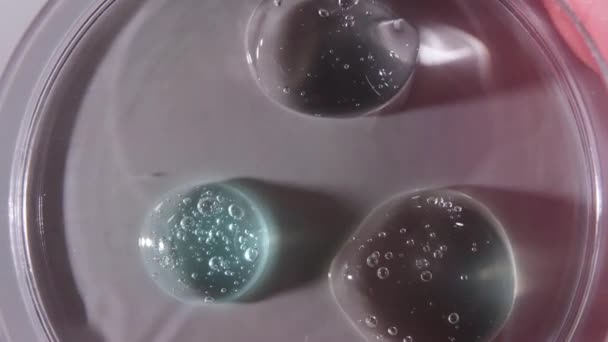 Πιάτα Petri με Gel Fluid Διάφορα Βακτήρια, Ιστός. Έννοια της φαρμακευτικής έρευνας. Εργαστήριο Μικροβιολογίας. Αργή κίνηση — Αρχείο Βίντεο