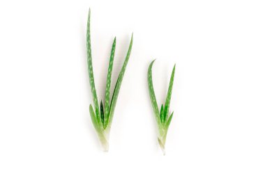 Aloe Vera beyaz arka planda izole edilmiş. İlaç fabrikası. Tedavi etmek ve krem yapmak için kullanılır. Düz yatıyordu. Üst görünüm.