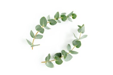 Okaliptüsten yapılmış çelenk çerçevesi ve beyaz arka planda izole edilmiş yapraklar. Düz uzan, üst görünüm