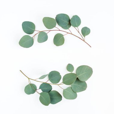 Okaliptüsten yapılmış çelenk çerçevesi ve beyaz arka planda izole edilmiş yapraklar. Düz uzan, üst görünüm