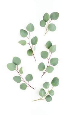 Beyaz arkaplanda yeşil yapraklar izole edilmiş.