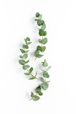 Beyaz arkaplanda yeşil yapraklar izole edilmiş.