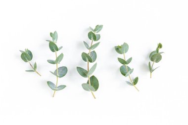 Beyaz arkaplanda yeşil yapraklar izole edilmiş.