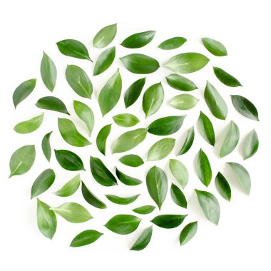 Beyaz arka planda yeşil yapraklı desen, doku. Düz uzan, üst görünüm