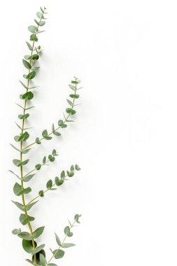 Beyaz arkaplanda yeşil yapraklar izole edilmiş.