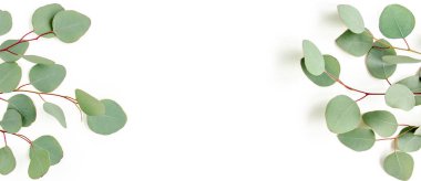 Yeşil yapraklı okaliptüsler beyaz arka planda izole edilmiş. düz yatış, üst görünüm