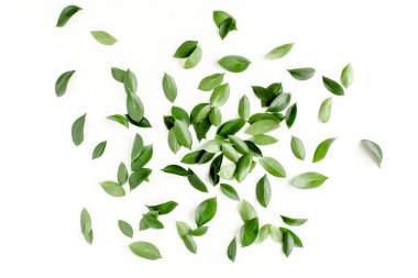 Beyaz arka planda yeşil yapraklı desen, doku. Düz uzan, üst görünüm