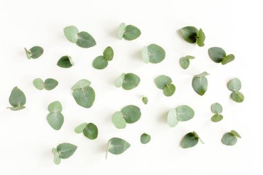 Beyaz arka planda yeşil yapraklı okaliptüs deseni. Düz uzan, üst görünüm